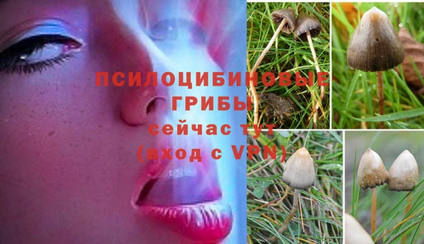 ГАЛЛЮЦИНОГЕННЫЕ ГРИБЫ Осташков