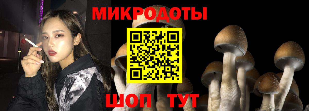 Галлюциногенные грибы Psilocybine cubensis Красноярск